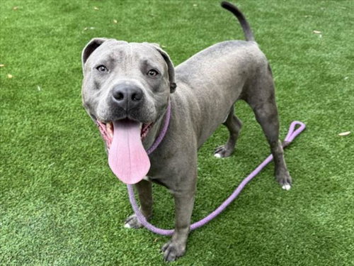 D'ANGELO, an adoptable Pit Bull Terrier in Los Angeles, CA