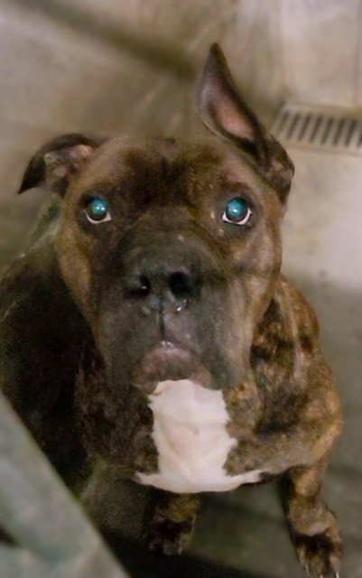 Pit Bull
