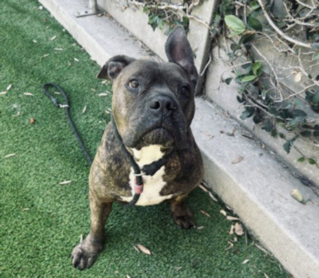 ANDREW, an adoptable Pit Bull Terrier in Los Angeles, CA