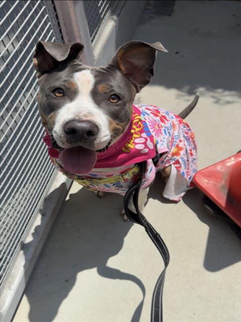 WILLOW, an adoptable Pit Bull Terrier in Los Angeles, CA