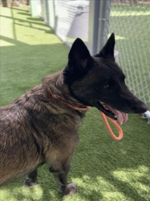 BONIBREA, an adoptable Belgian Shepherd Malinois in Los Angeles, CA