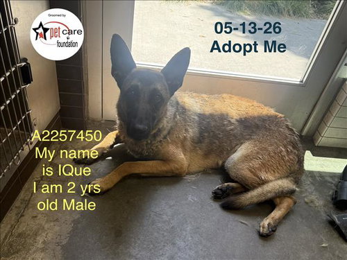 IQUE, an adoptable Belgian Shepherd Malinois in Los Angeles, CA