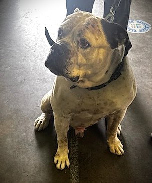 Bubba