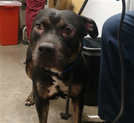 Pit Bull