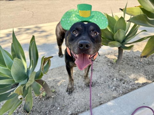 MELO, an adoptable Pit Bull Terrier in Los Angeles, CA