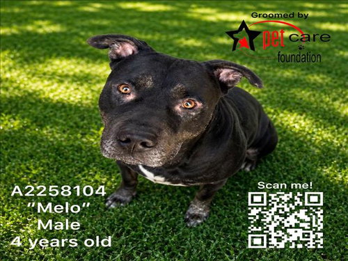 MELO, an adoptable Pit Bull Terrier in Los Angeles, CA