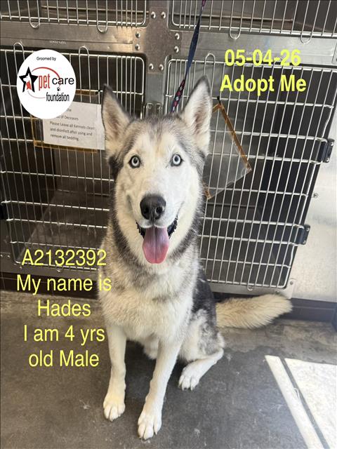 HADES, an adoptable Husky in Los Angeles, CA