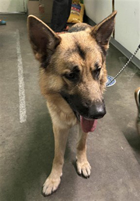 German Shepherd