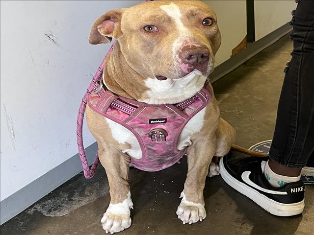 Pit Bull