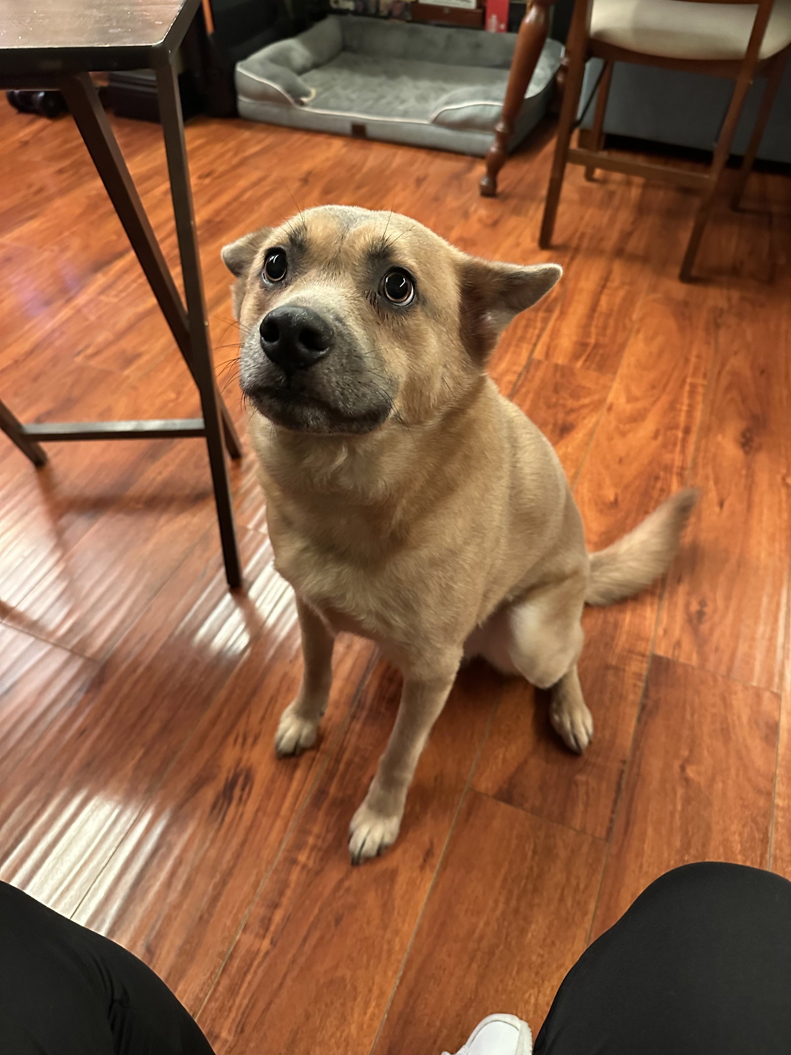 Shiba Inu