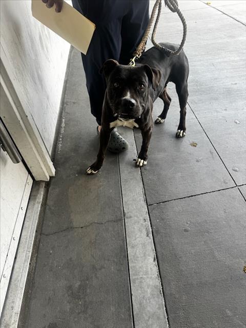 Pit Bull