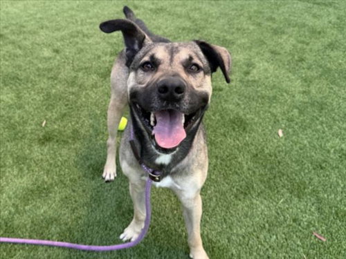 SHILO, an adoptable German Shepherd Dog in Los Angeles, CA