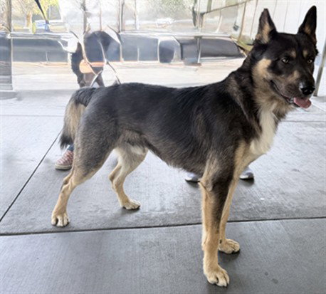 German Shepherd