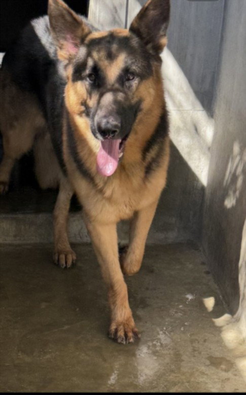 German Shepherd