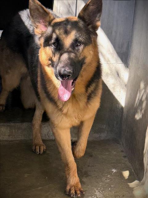 HOOVER, an adoptable German Shepherd Dog in Los Angeles, CA