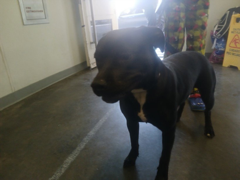 Pit Bull