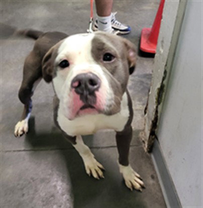 Pit Bull