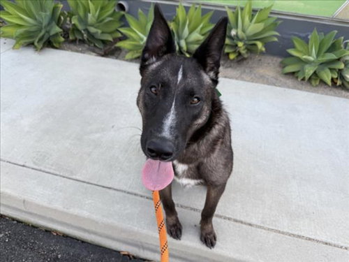 MARK, an adoptable German Shepherd Dog in Los Angeles, CA