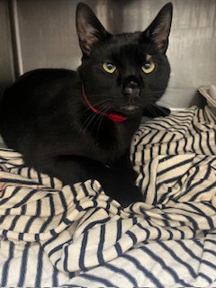 BELLAMY, Young Domestic Short Hair (medium coat), cat for adoption in Westminster, California