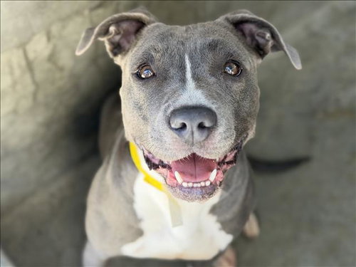 PARIS, an adoptable Pit Bull Terrier in Los Angeles, CA