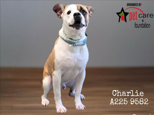 CHARLIE, an adoptable Pit Bull Terrier in Los Angeles, CA