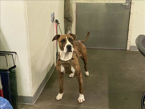 SEBASTIAN, an adoptable Pit Bull Terrier in Los Angeles, CA