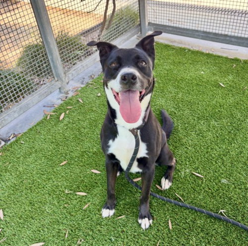 CANARY, an adoptable Pit Bull Terrier in Los Angeles, CA