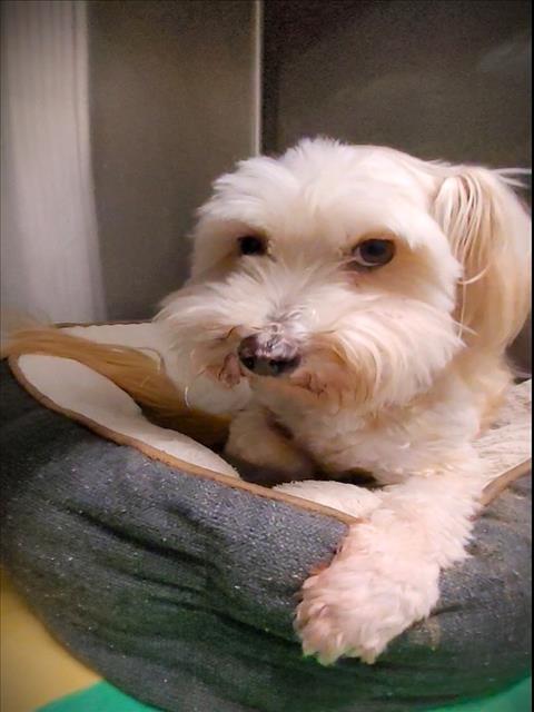 NELSON, an adoptable Havanese in Los Angeles, CA