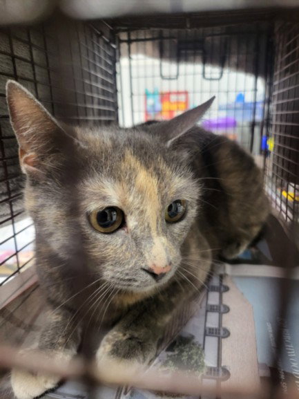 A2261808, an adoptable Domestic Short Hair in Los Angeles, CA