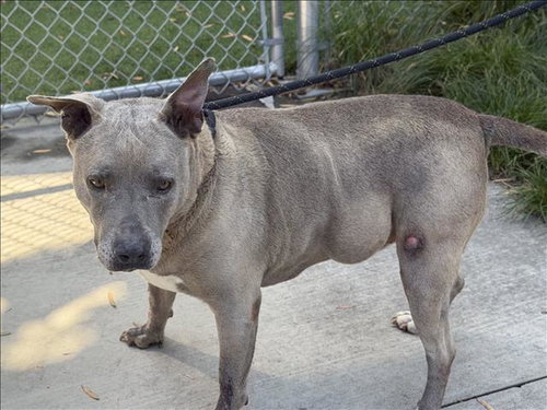 BLUE, an adoptable American Pit Bull Terrier in Los Angeles, CA