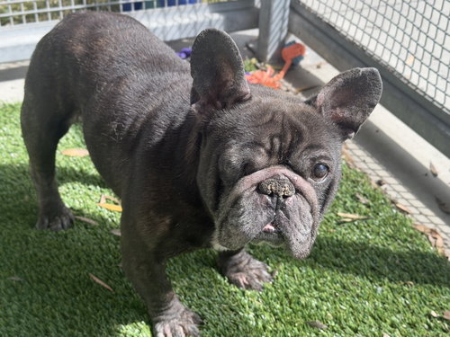 TEETER TOTTER, an adoptable French Bulldog in Los Angeles, CA