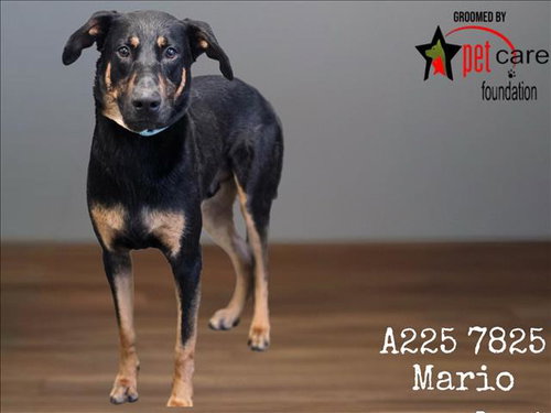 MARIO, an adoptable Doberman Pinscher in Los Angeles, CA