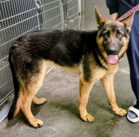 KING GEORGE, an adoptable German Shepherd Dog in Los Angeles, CA