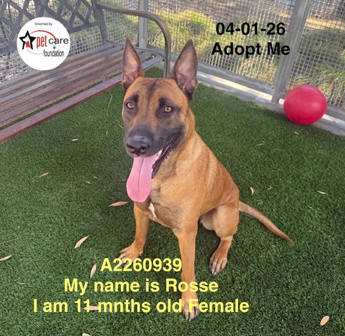 ROSEE, an adoptable Belgian Shepherd Malinois in Los Angeles, CA