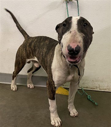 SPIKE, an adoptable Bull Terrier in Los Angeles, CA