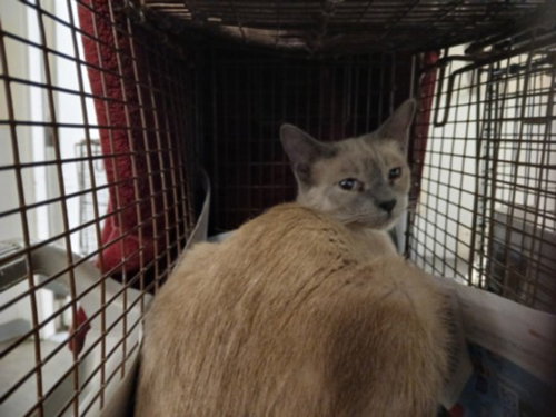 A2261995, an adoptable Domestic Short Hair in Los Angeles, CA