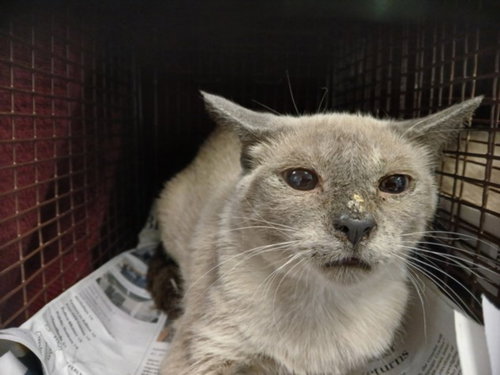 A2261997, Young Domestic Short Hair (medium coat), cat for adoption in Westminster, California