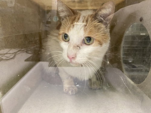 JUNEBUG, Adult Domestic Short Hair (medium coat), cat for adoption in Westminster, California
