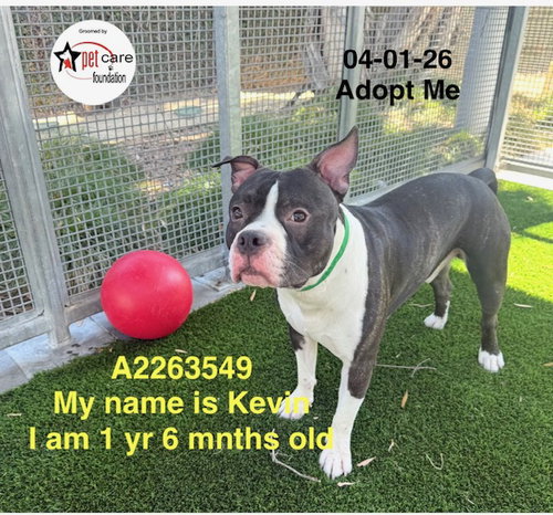 KEVIN, an adoptable Staffordshire Bull Terrier in Los Angeles, CA