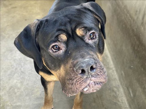 KAIYO, an adoptable Rottweiler in Los Angeles, CA