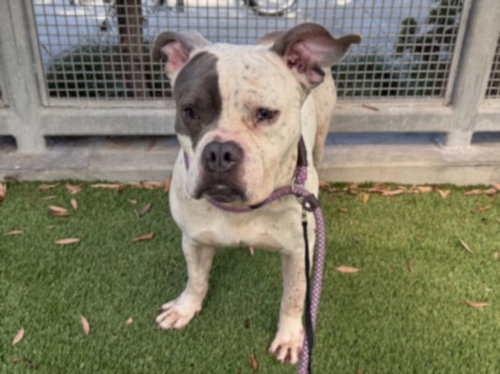 DODGER, an adoptable Pit Bull Terrier in Los Angeles, CA