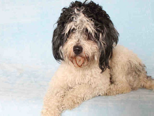 TEDDY, an adoptable Poodle in Los Angeles, CA