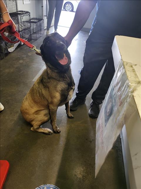 MAGGIE, an adoptable Belgian Shepherd Malinois in Los Angeles, CA