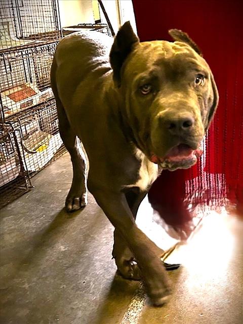 GAS, an adoptable Cane Corso Mastiff in Los Angeles, CA