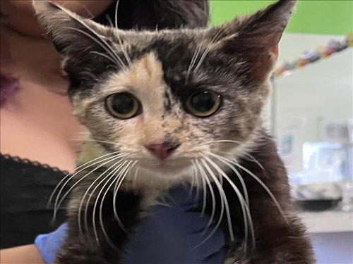 BORBUJA, Young Domestic Short Hair (medium coat), cat for adoption in Westminster, California