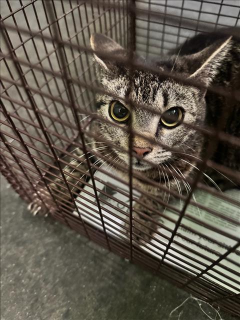 SAM, an adoptable Domestic Short Hair in Los Angeles, CA