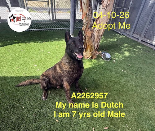 DUTCH, an adoptable Belgian Shepherd Malinois in Los Angeles, CA
