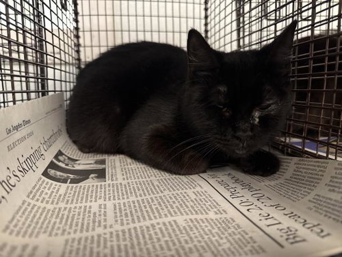 NINA, Young Domestic Short Hair (medium coat), cat for adoption in Westminster, California