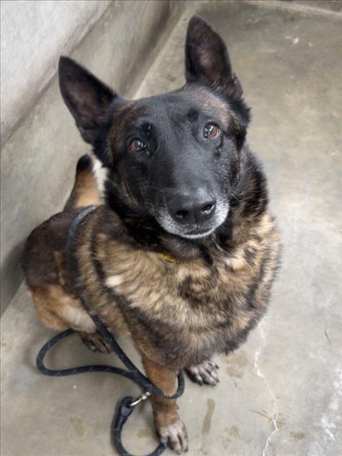 FRANCO, an adoptable Belgian Shepherd Malinois in Los Angeles, CA