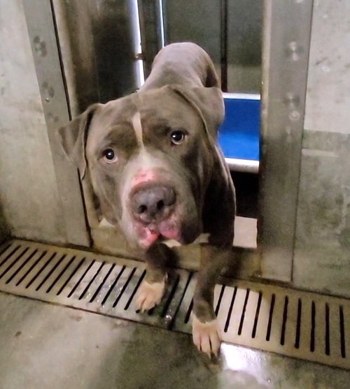 CHUCHO, an adoptable Pit Bull Terrier in Los Angeles, CA